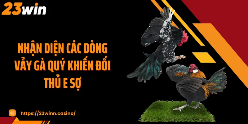 Nhận diện các dòng vảy gà quý khiến đối thủ e sợ