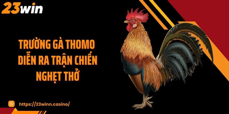 Trường gà Thomo diễn ra trận chiến nghẹt thở